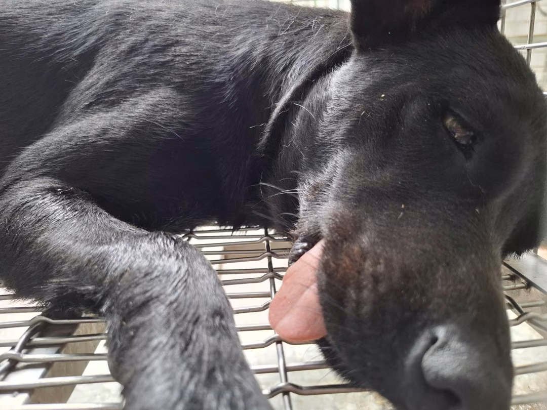 The dog, from the shelter's listing