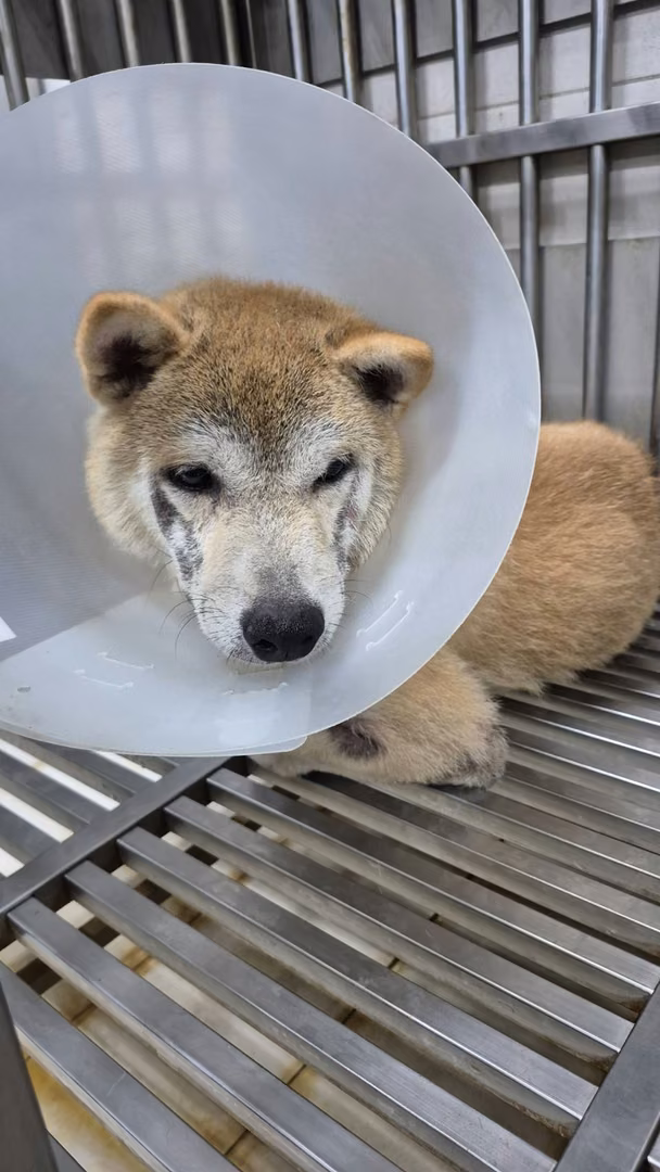 The dog, from the shelter's listing