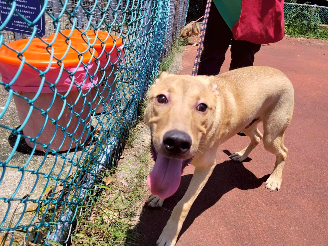 The dog, from the shelter's listing