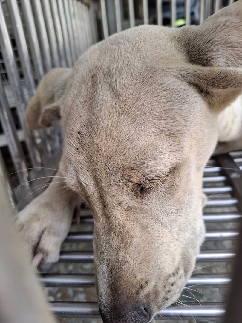 The dog, from the shelter's listing