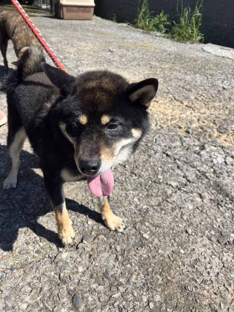 The dog, from the shelter's listing