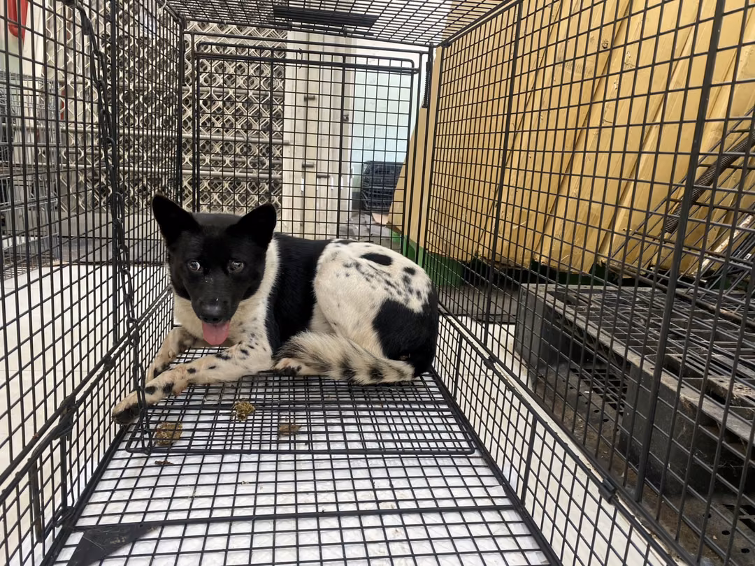 The dog, from the shelter's listing