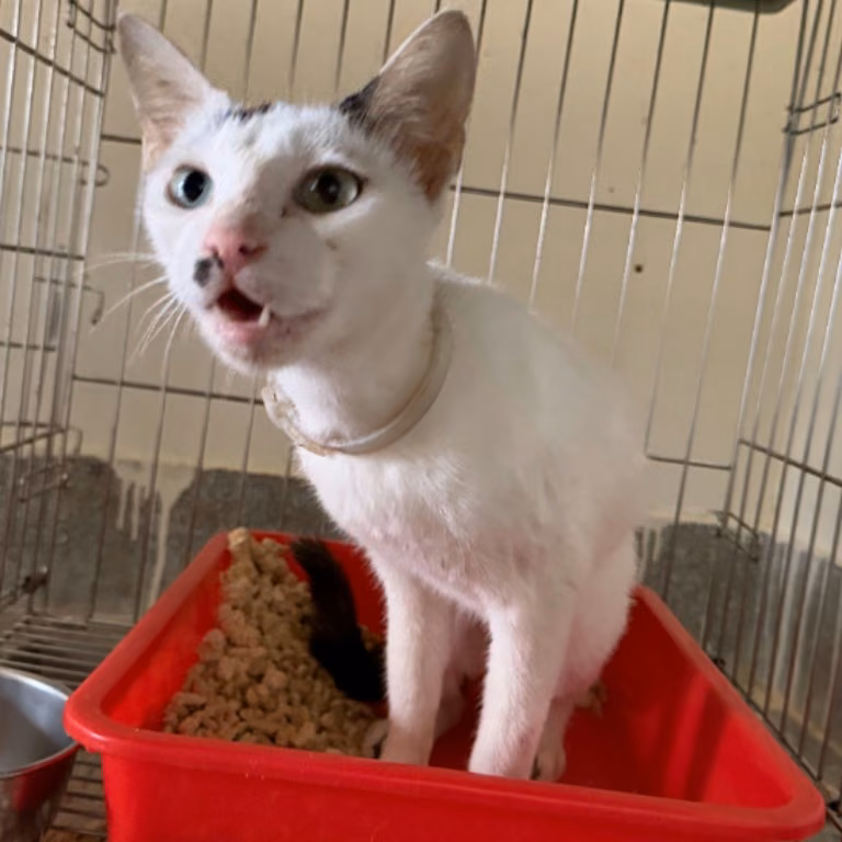 The cat, from the shelter's listing