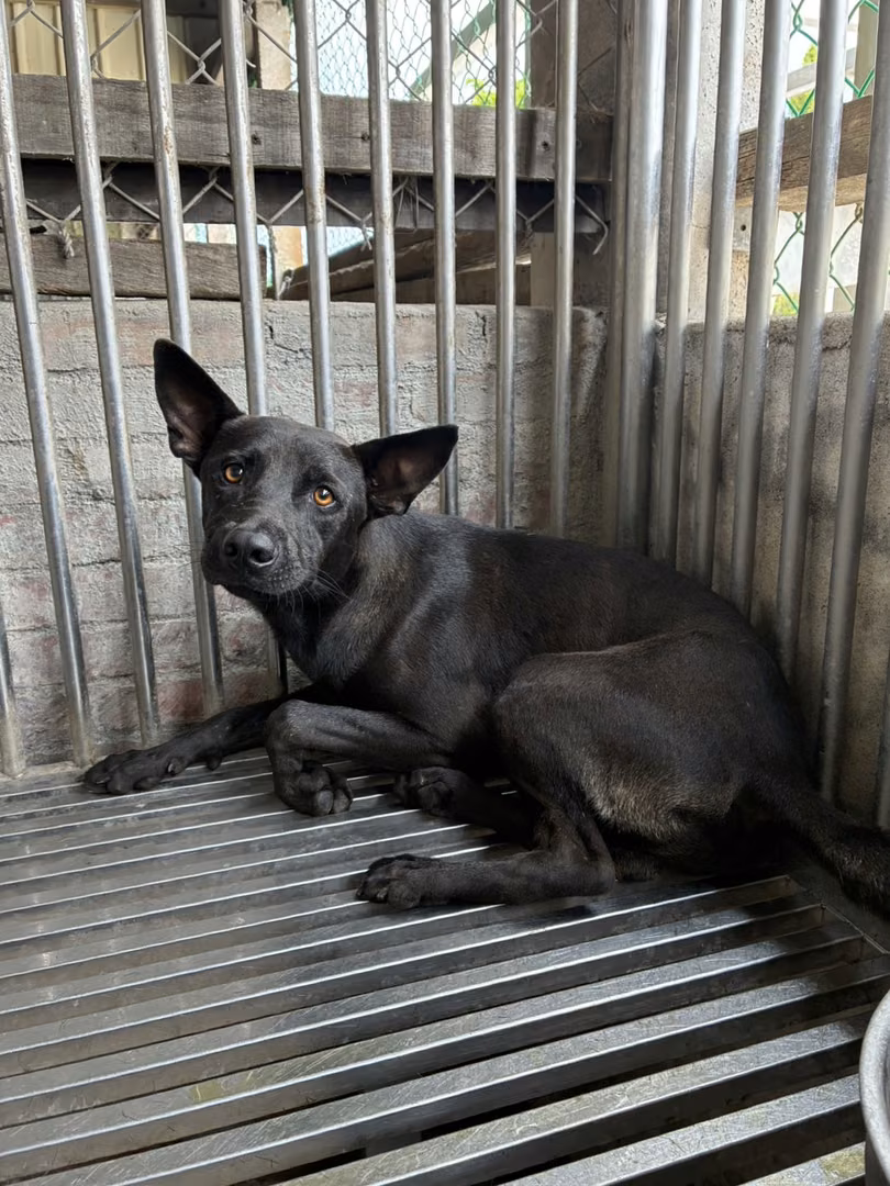 The dog, from the shelter's listing