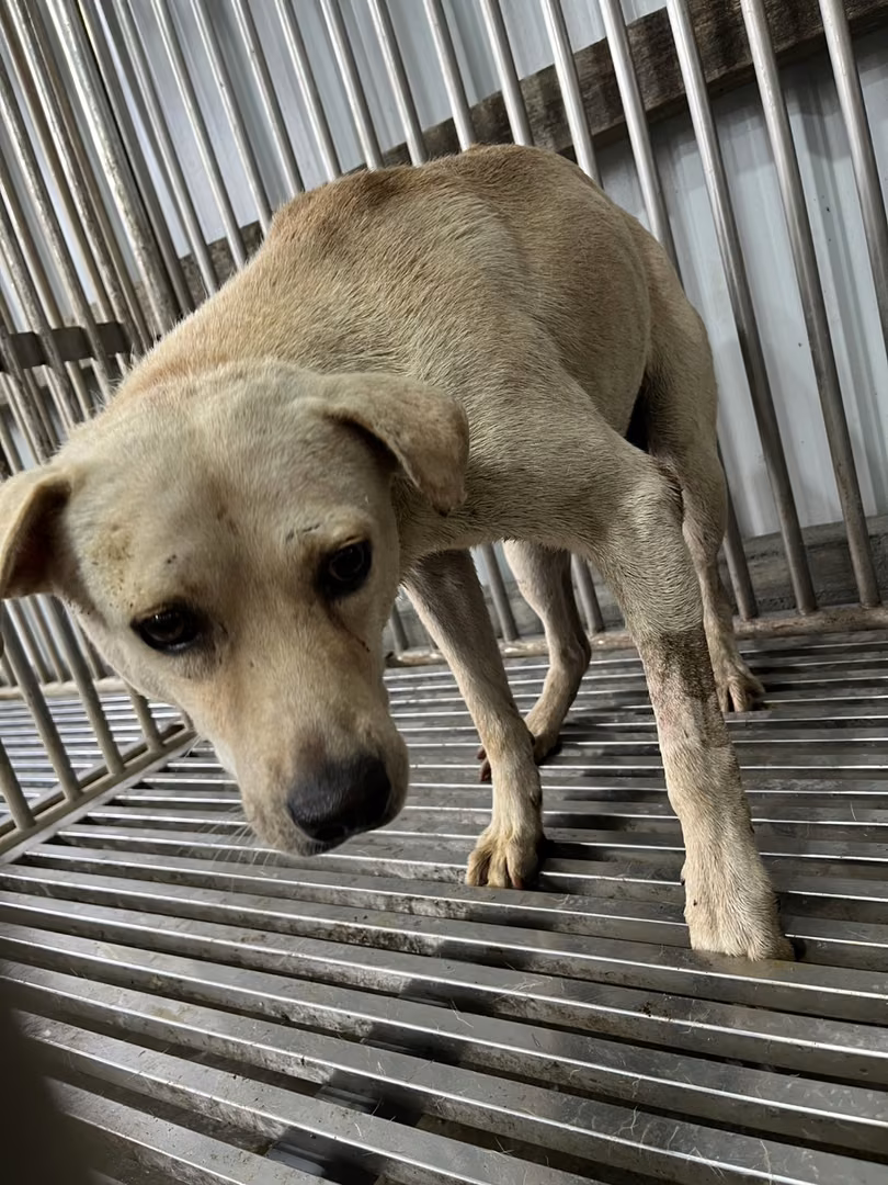 The dog, from the shelter's listing