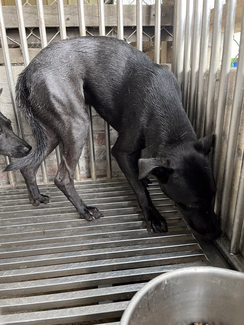 The dog, from the shelter's listing