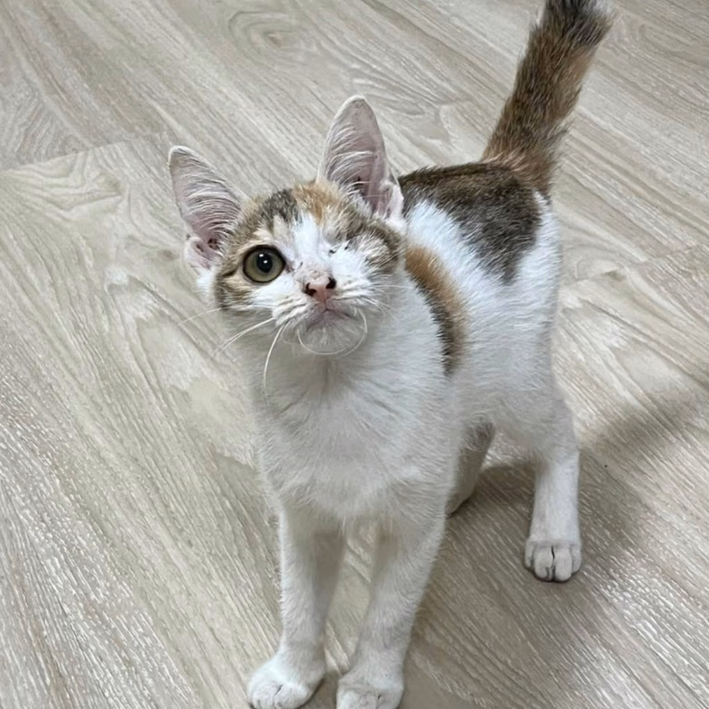 The cat, from the shelter's listing