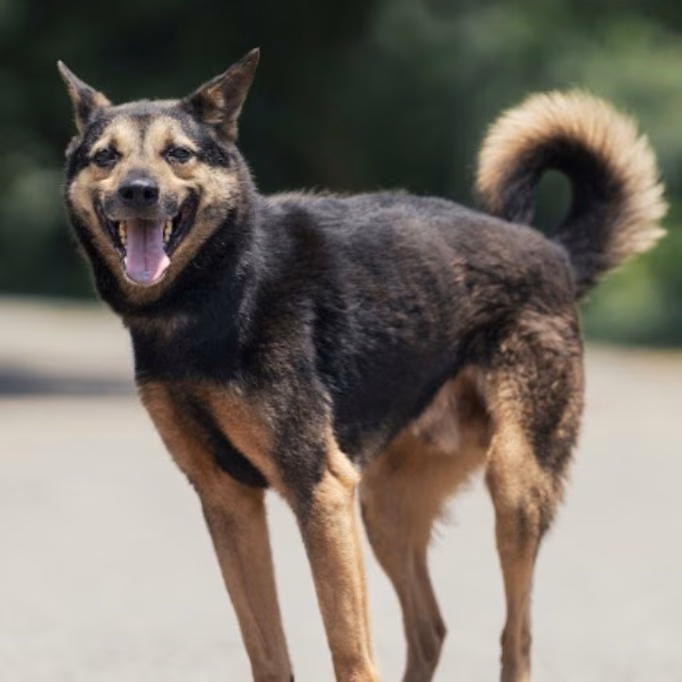 The dog, from the shelter's listing