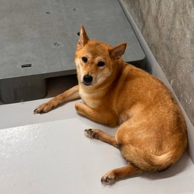 The dog, from the shelter's listing
