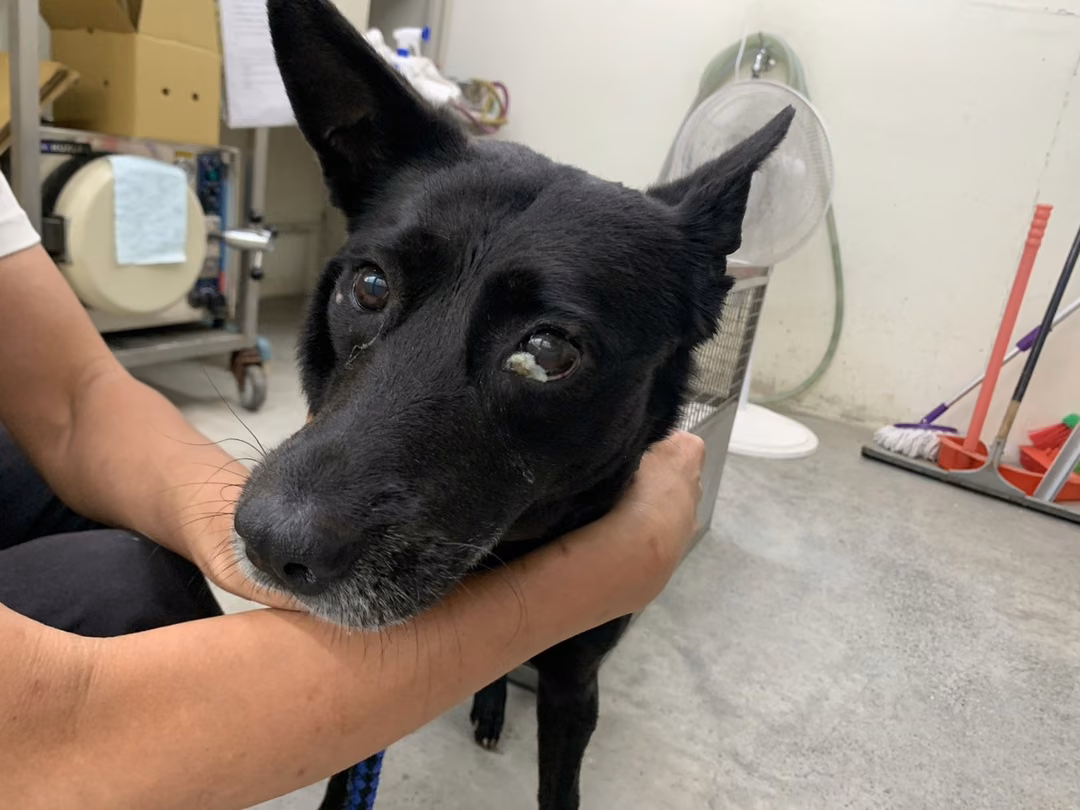 The dog, from the shelter's listing