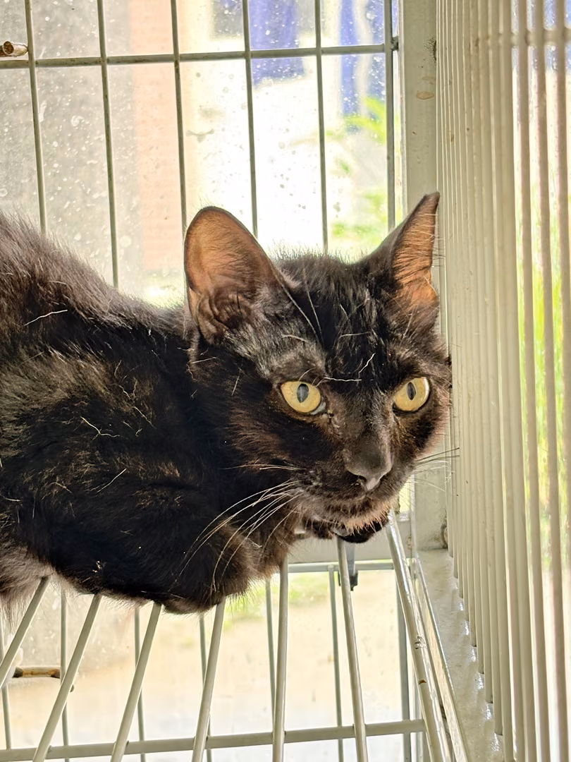 The cat, from the shelter's listing