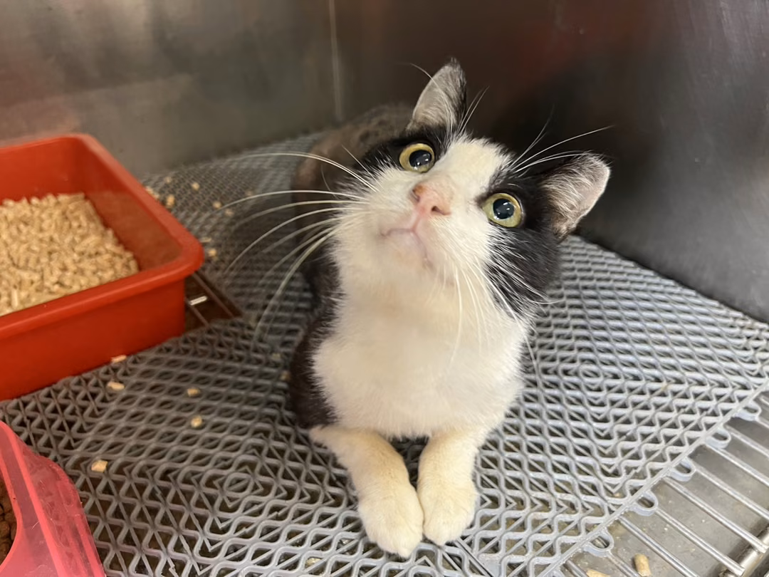 The cat, from the shelter's listing