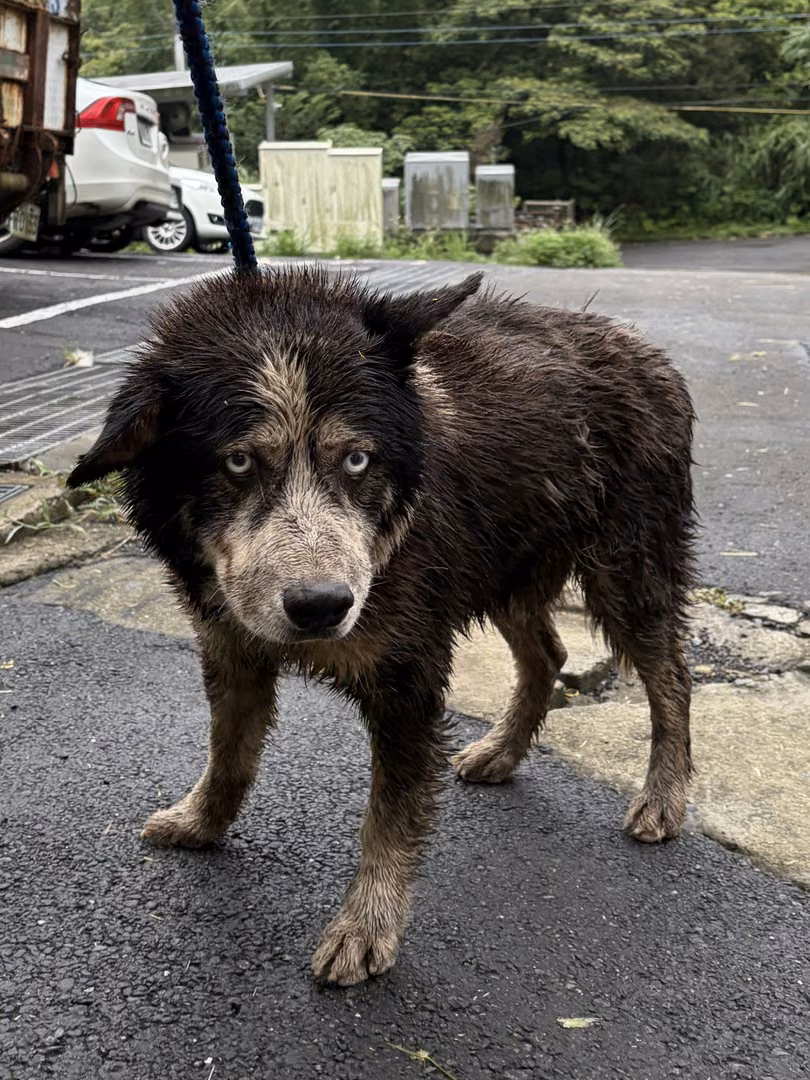 The dog, from the shelter's listing