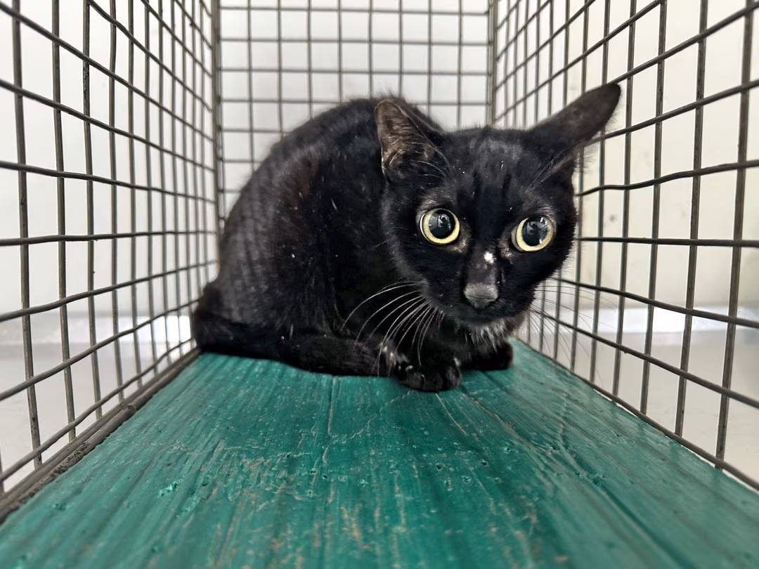 The cat, from the shelter's listing