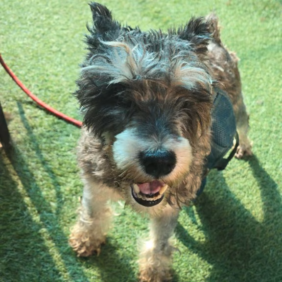 The dog, from the shelter's listing