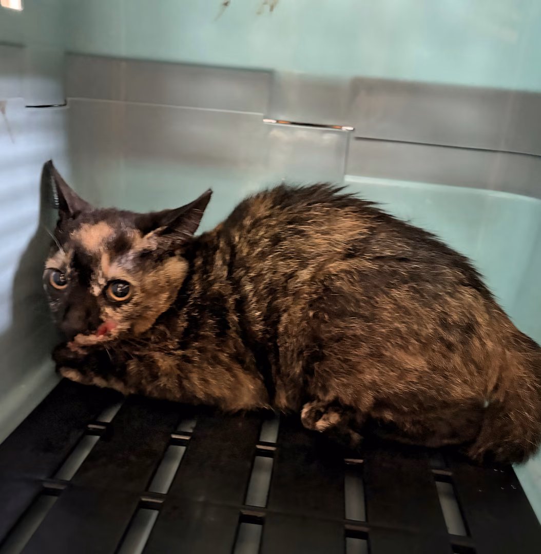 The cat, from the shelter's listing
