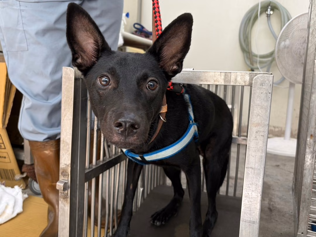 The dog, from the shelter's listing