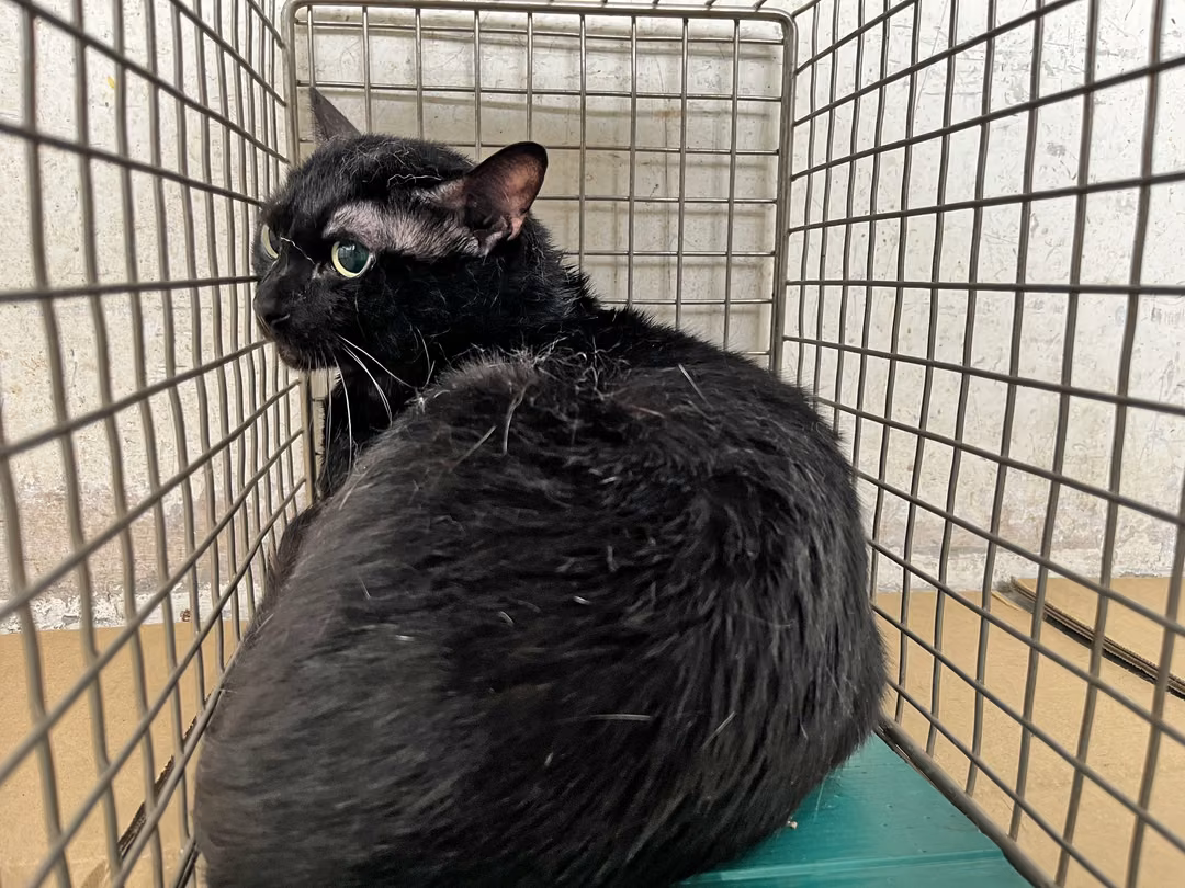 The cat, from the shelter's listing