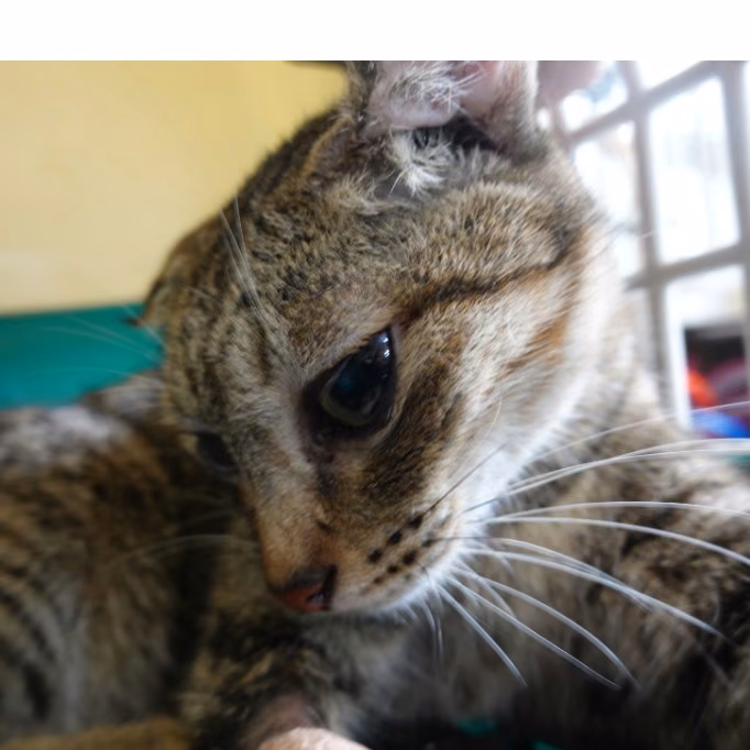 The cat, from the shelter's listing