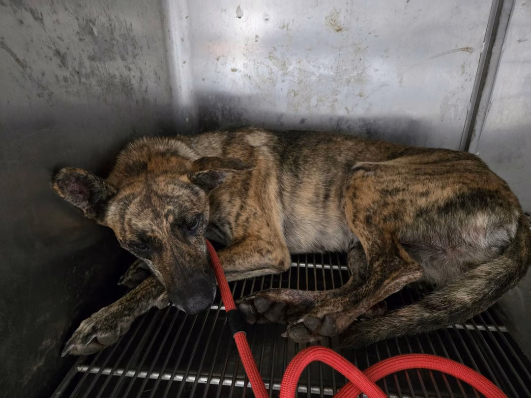 The dog, from the shelter's listing