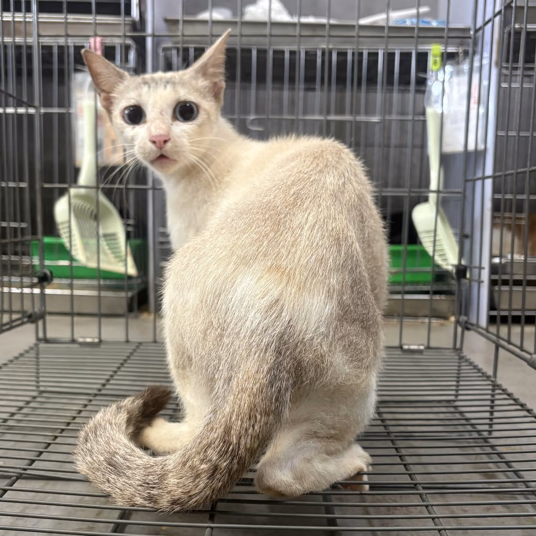 The cat, from the shelter's listing