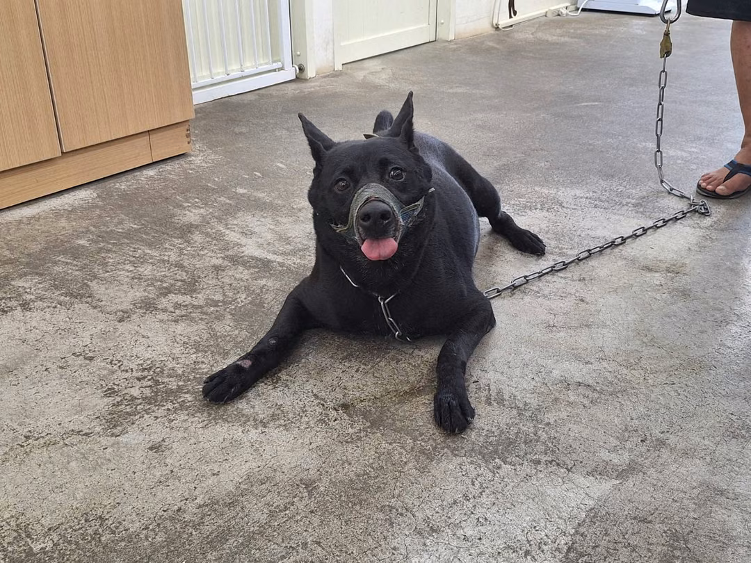 The dog, from the shelter's listing