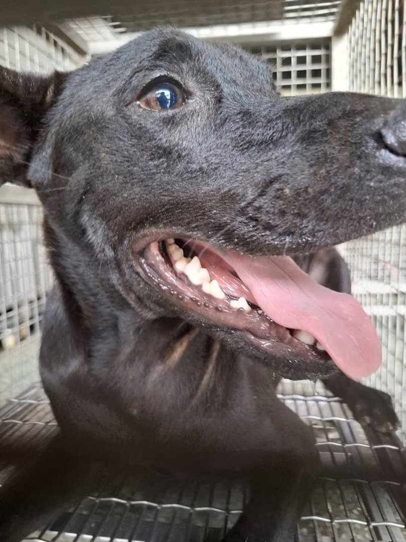 The dog, from the shelter's listing