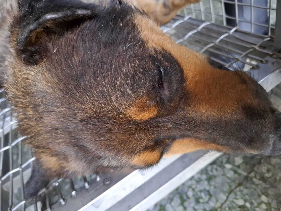 The dog, from the shelter's listing