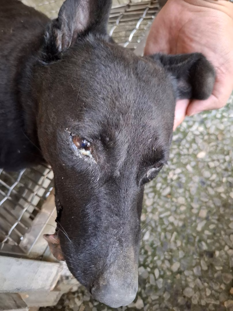 The dog, from the shelter's listing