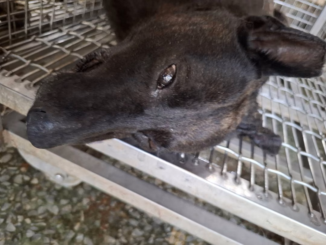 The dog, from the shelter's listing