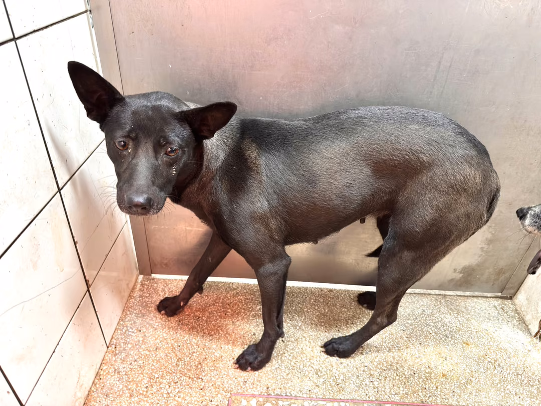 The dog, from the shelter's listing