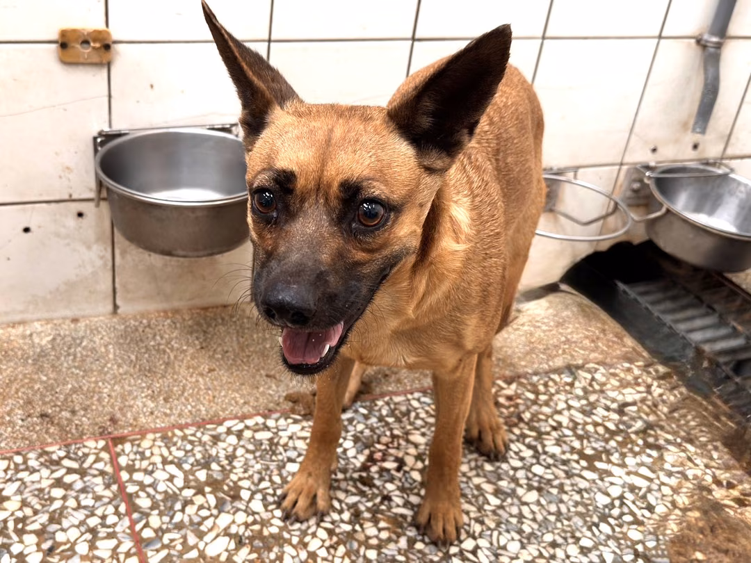 The dog, from the shelter's listing
