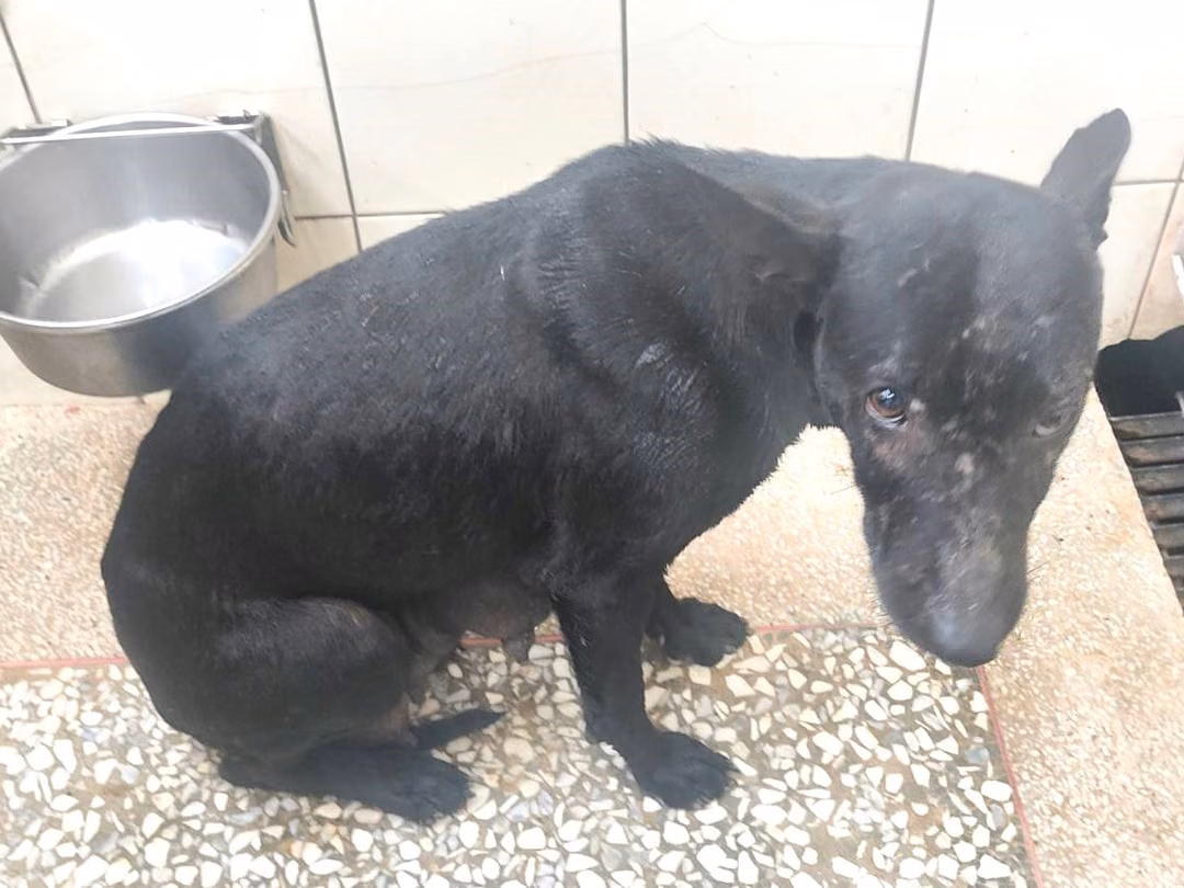 The dog, from the shelter's listing