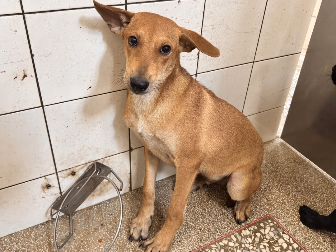 The dog, from the shelter's listing