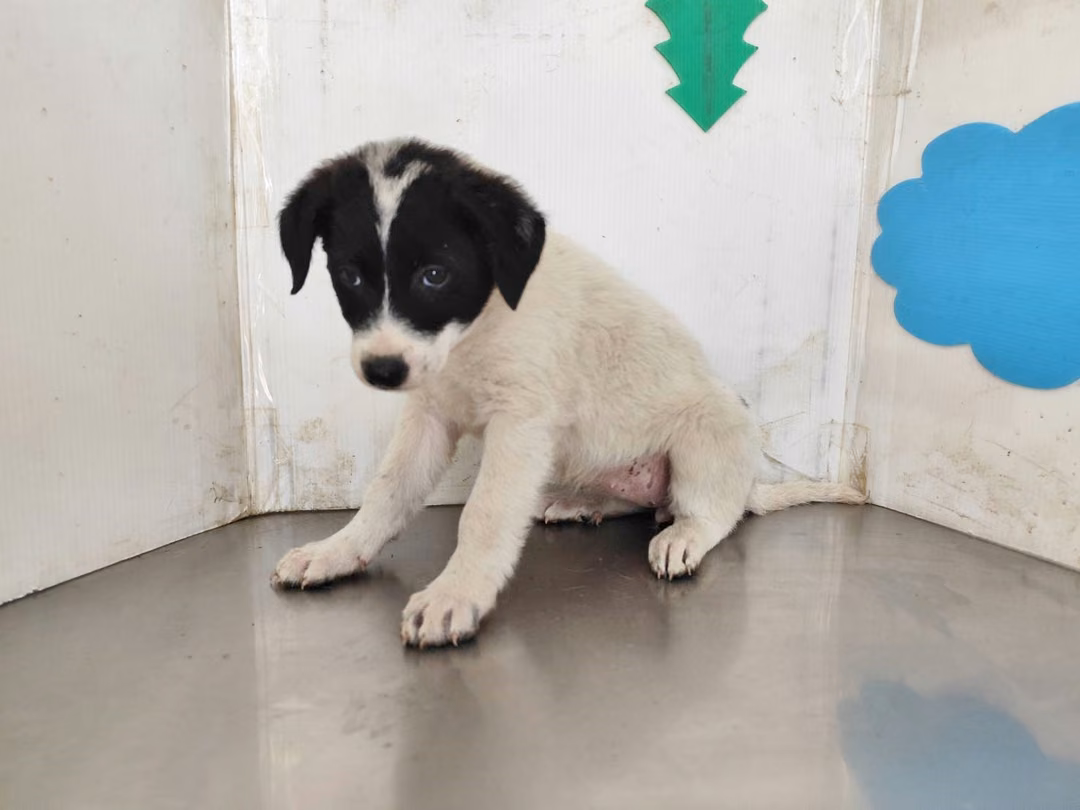 The dog, from the shelter's listing