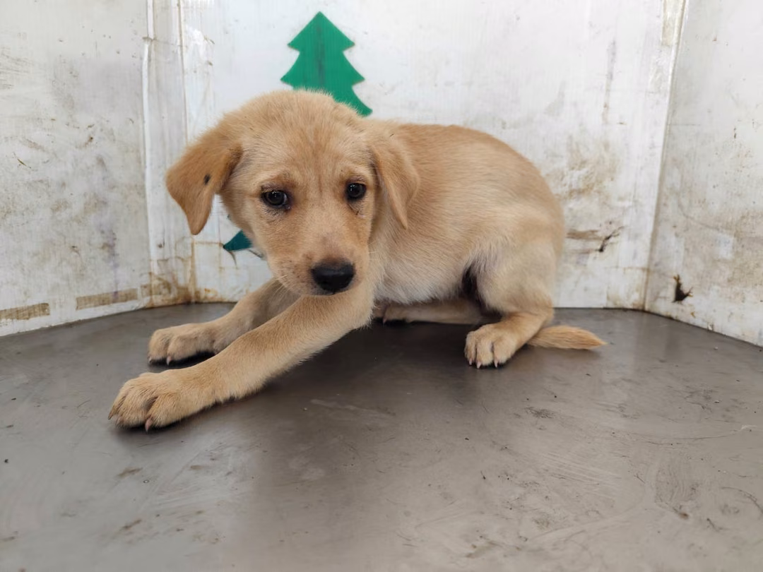 The dog, from the shelter's listing
