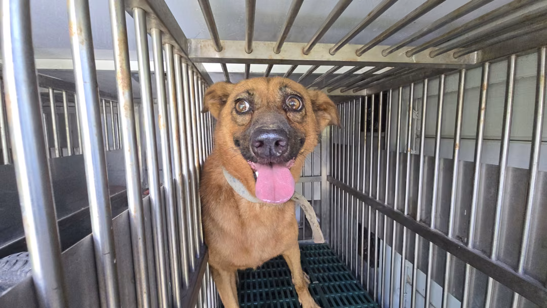 The dog, from the shelter's listing