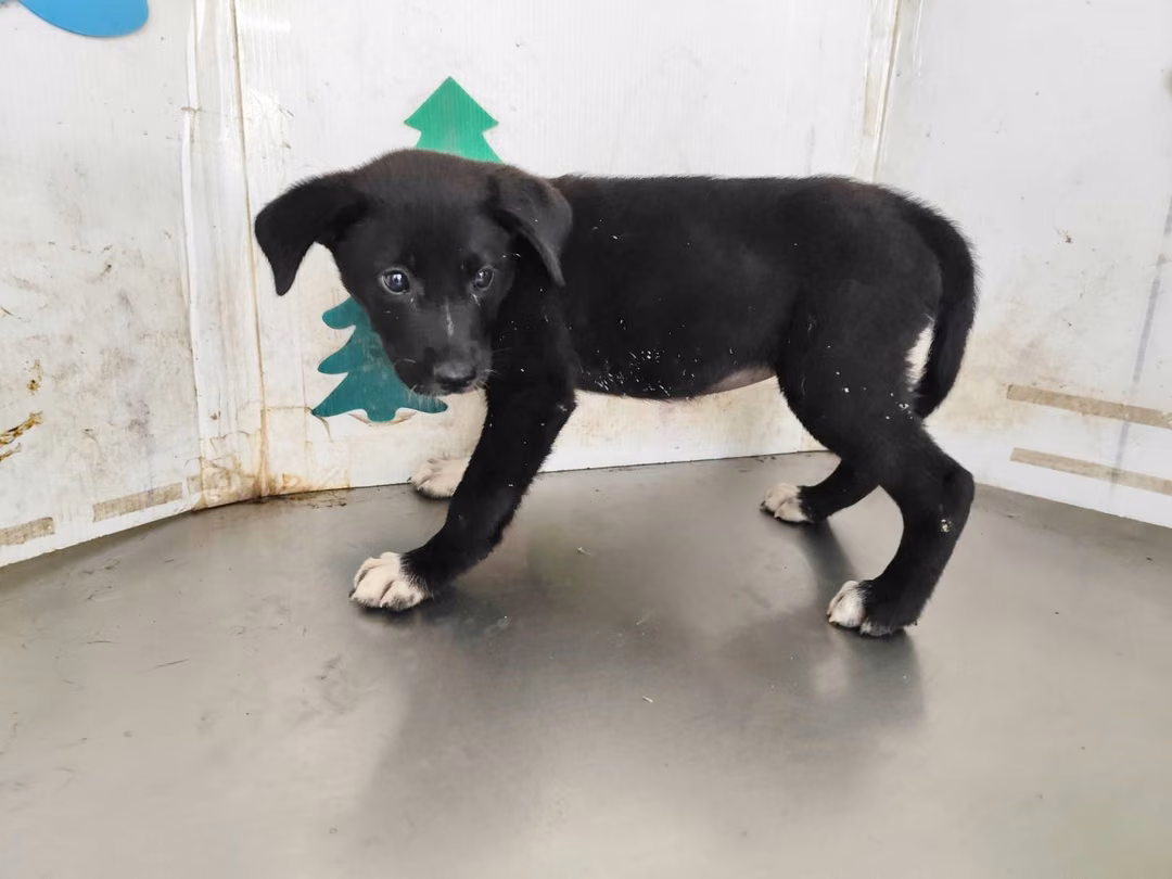 The dog, from the shelter's listing