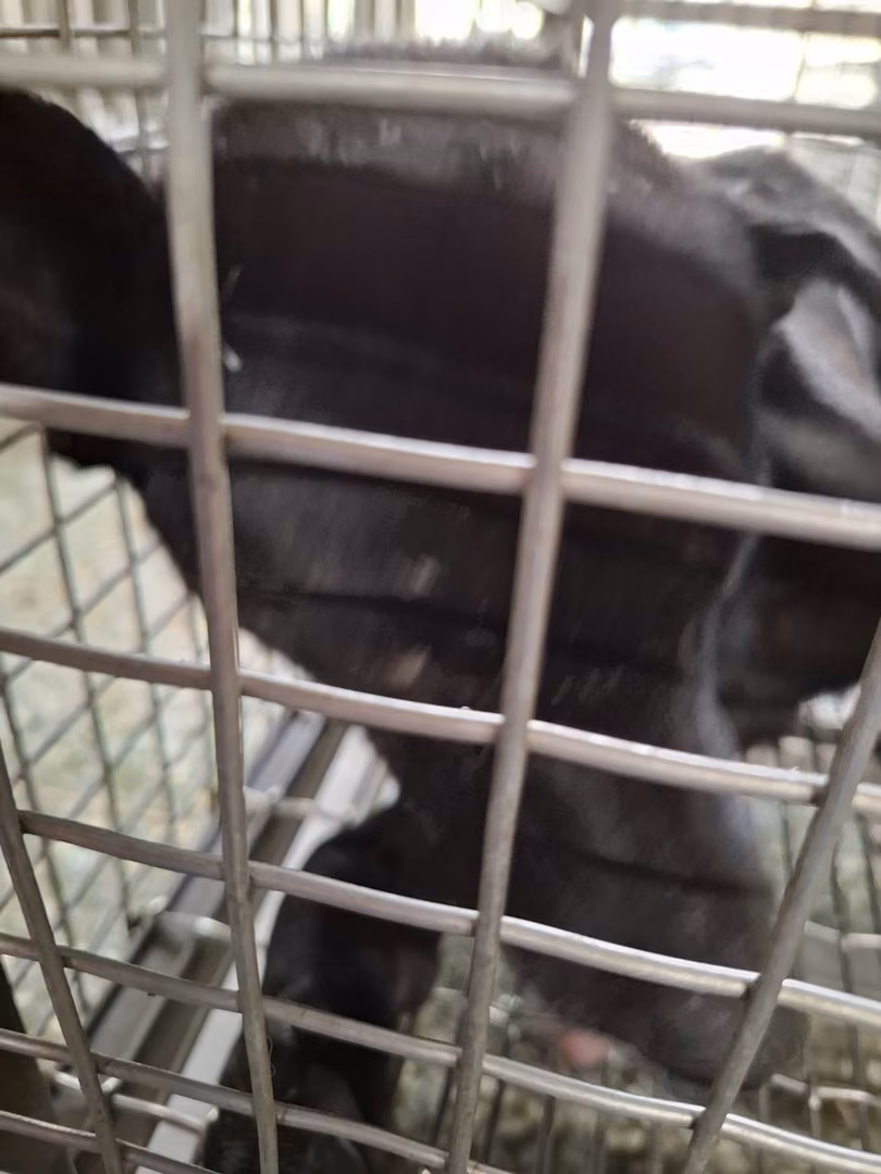 The dog, from the shelter's listing