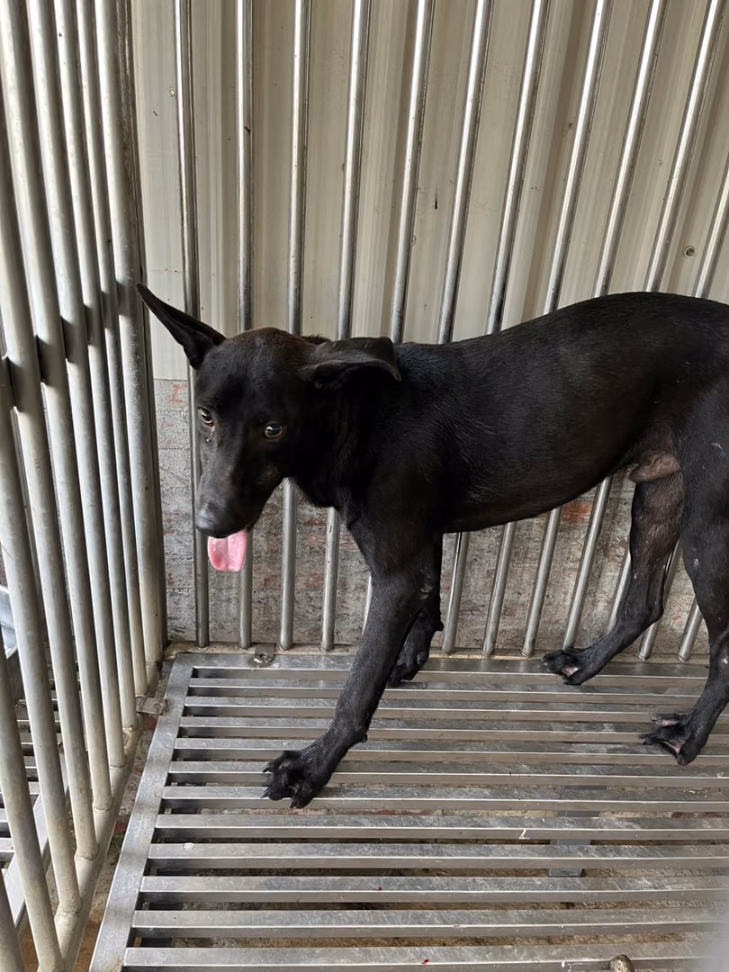 The dog, from the shelter's listing