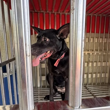 The dog, from the shelter's listing
