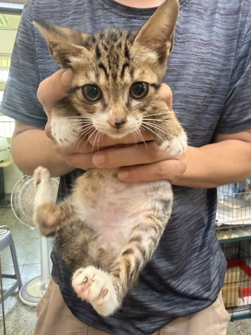 The cat, from the shelter's listing