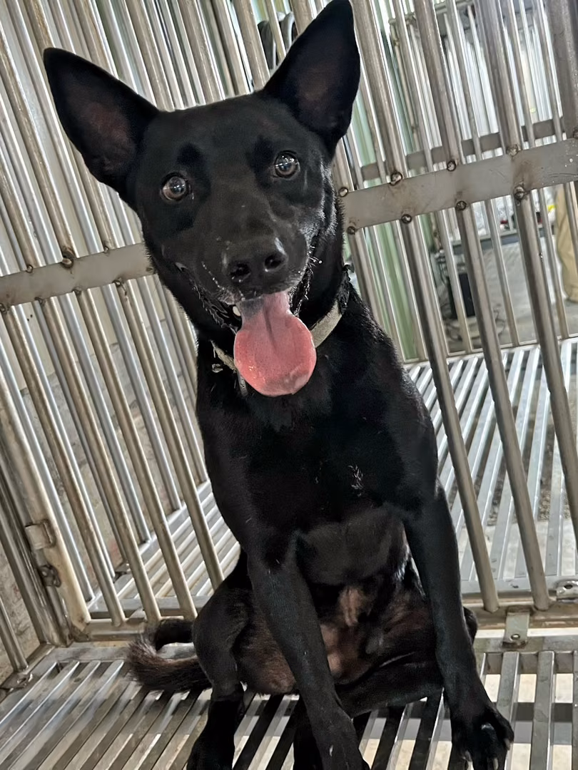 The dog, from the shelter's listing
