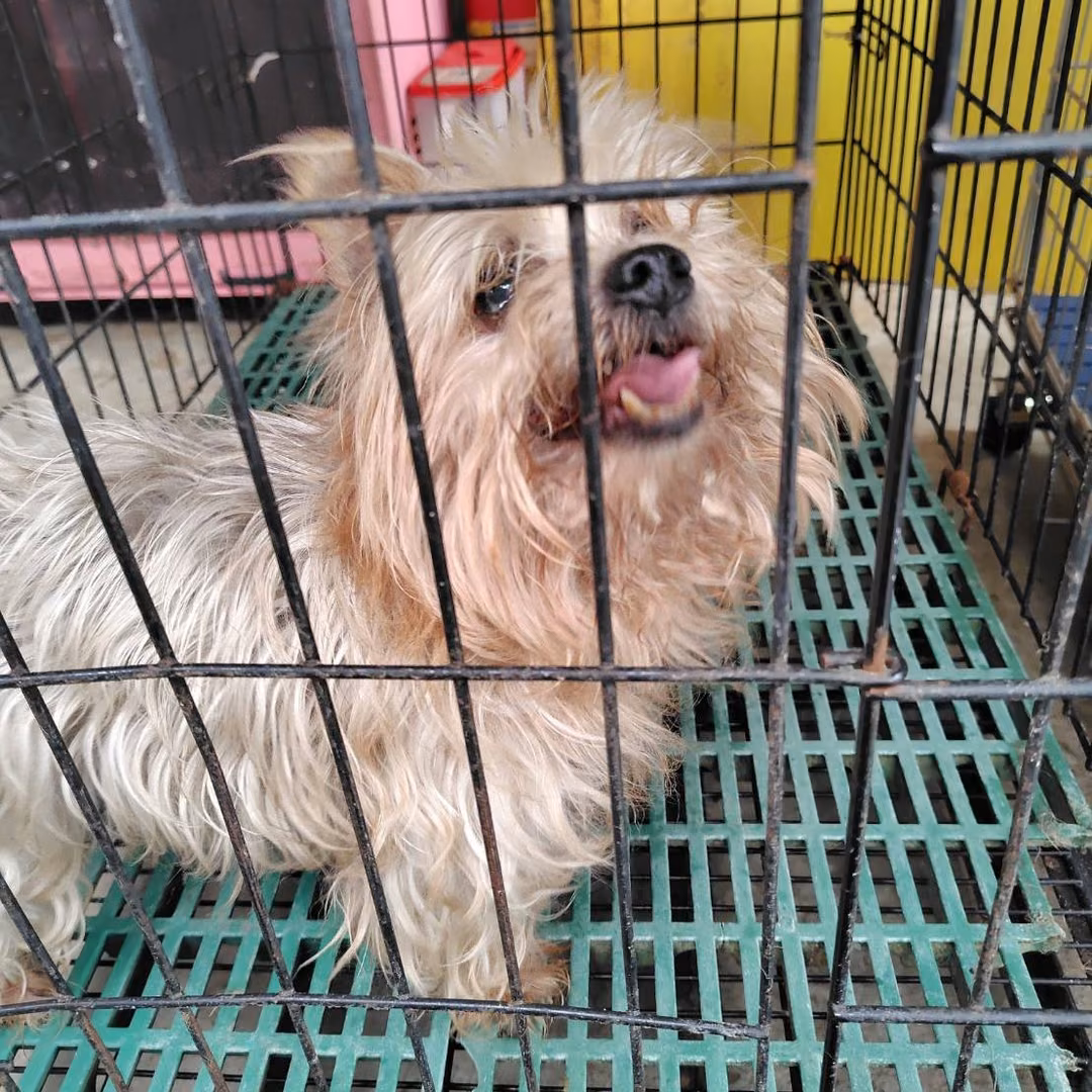The dog, from the shelter's listing