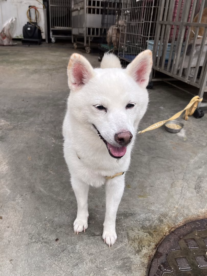 The dog, from the shelter's listing