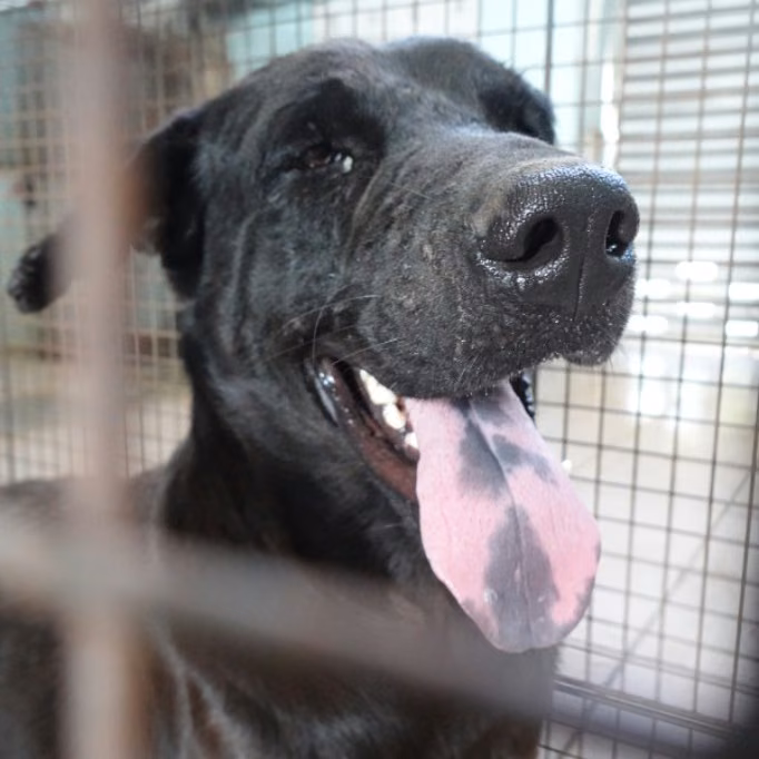 The dog, from the shelter's listing