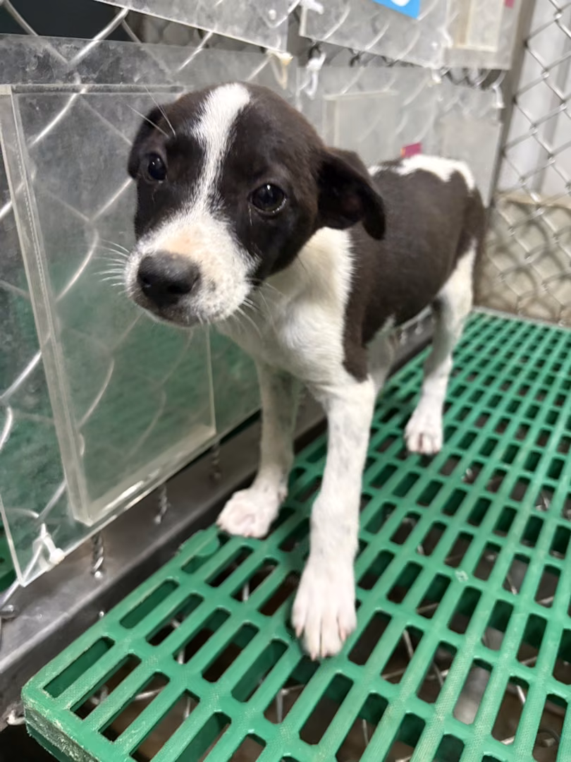 The dog, from the shelter's listing