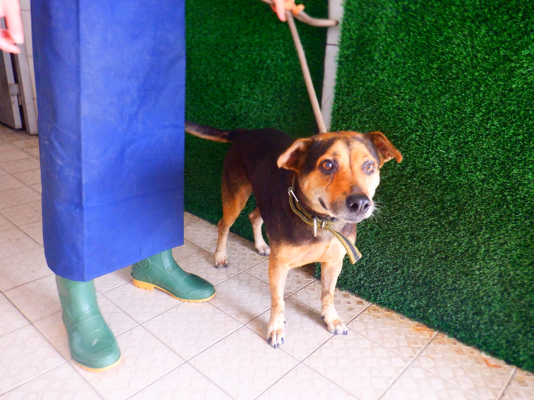 The dog, from the shelter's listing