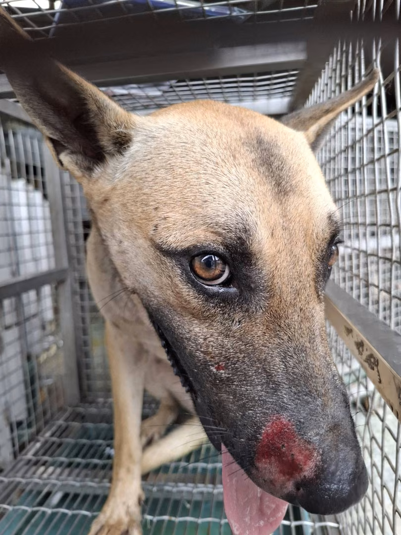 The dog, from the shelter's listing