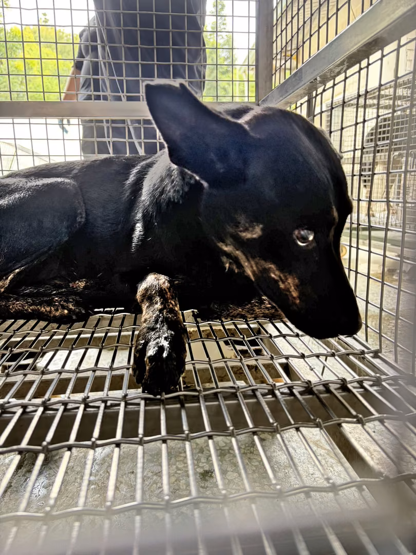 The dog, from the shelter's listing